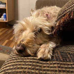 Meet your Posher, Dawn